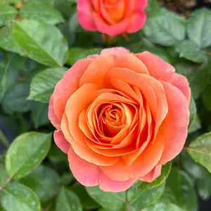 rosa la palma zalmkleur met oranje