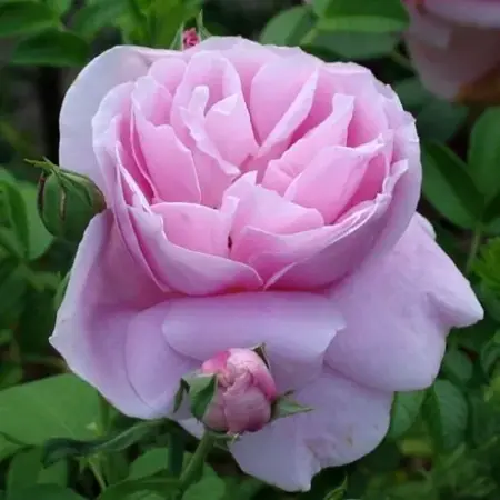 rosa  liparfum 