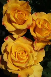 rosa malta geel