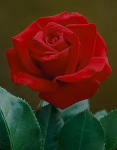 rosa  mister lincoln (th)