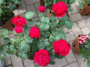 rosa (mr) traviata stam rood