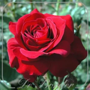 rosa nina weibull (f)