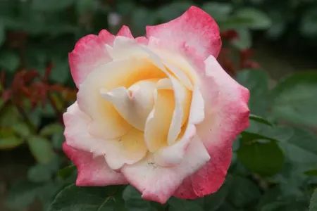 rosa parfum tropical