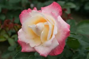 rosa parfum tropical