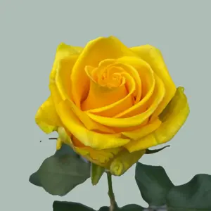 rosa penny lane