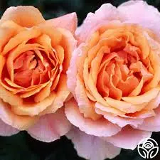 rosa reconciliation perzik