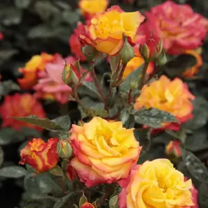 rosa rumba (f)