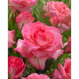 rosa  sabine 