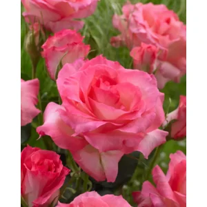 rosa  sabine