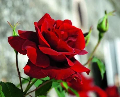 rosa santana(k)