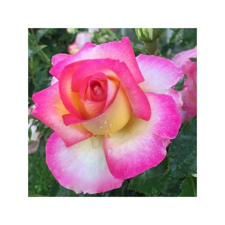zachtgeel fuschia rand