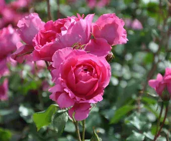 a-kwal.