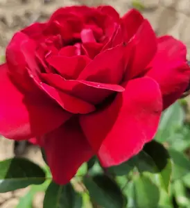 rosa (t) hameau duboeuf a-kwal.