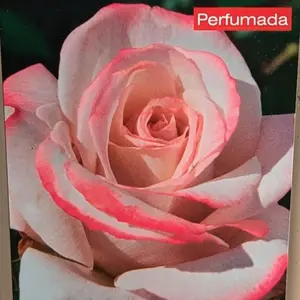 rosa (t) lyon lumières a-kwal.