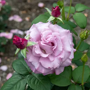 rosa (t) neptune a-kwal.