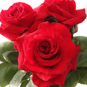 rosa (t) simonne veil a-kwal.