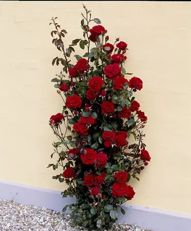 rosa that s jazz