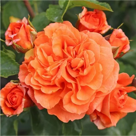 rosa  toporanje 