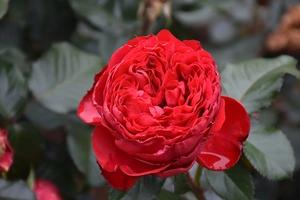 rosa traviata (r) rood