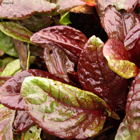 rumex arifolius  ruber 