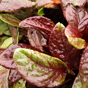 rumex arifolius  ruber