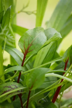 rumex sanguineus - afbeelding 3