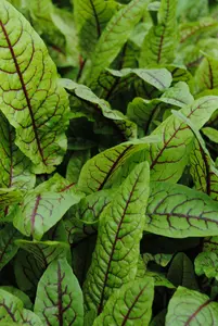 rumex sanguineus