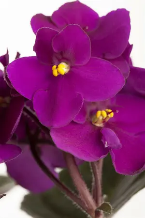 saintpaulia ionantha africa violet  pacific  - afbeelding 1