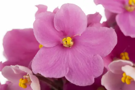 saintpaulia ionantha africa violet  pacific  - afbeelding 2