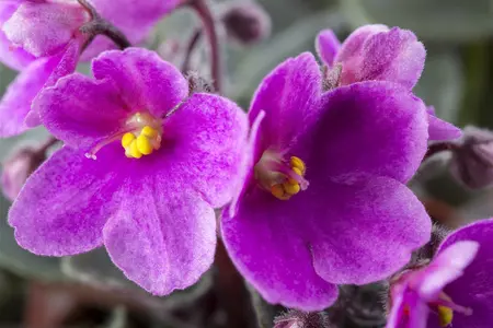 saintpaulia ionantha africa violet  pacific  - afbeelding 4