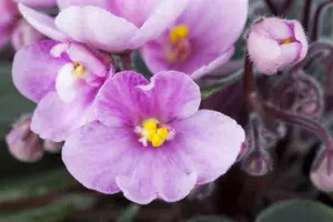 saintpaulia ionantha africa violet  pacific  - afbeelding 5