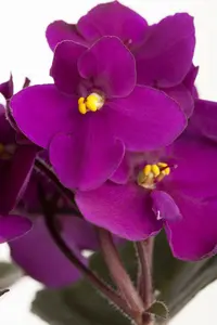 saintpaulia ionantha-hybriden