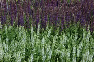 pot9cm - afbeelding 5