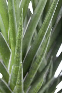 sansevieria