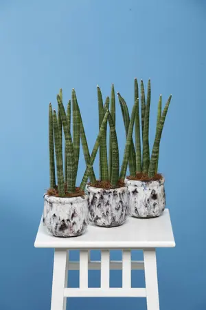 sansevieria - afbeelding 4