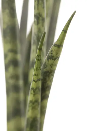 sansevieria cylindrica - afbeelding 1
