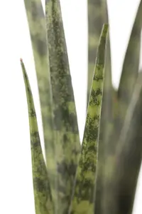 sansevieria cylindrica - afbeelding 2