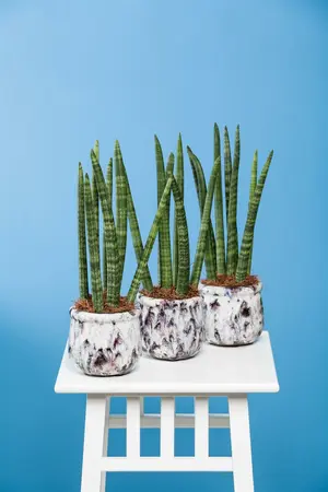 sansevieria cylindrica - afbeelding 3
