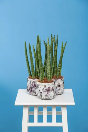 sansevieria cylindrica - afbeelding 4