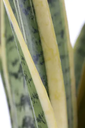 sansevieria trifasciata gold futura  - afbeelding 3