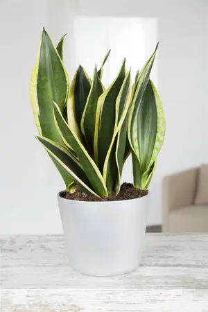 sansevieria trifasciata gold futura  - afbeelding 1