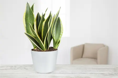 sansevieria trifasciata gold futura  - afbeelding 2