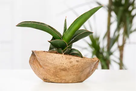 sansevieria trifasciata gold futura  - afbeelding 5