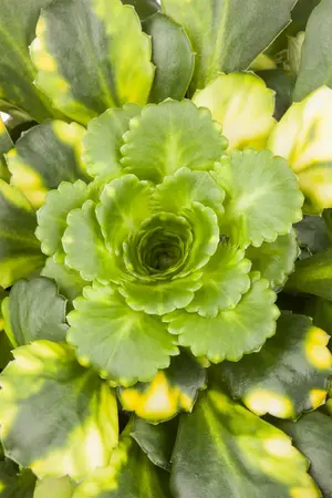 saxifraga - afbeelding 1