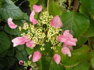 schizophragma hyd.  roseum
