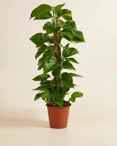 scindapsus