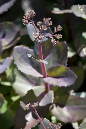 sedum hybride  matrona  - afbeelding 1