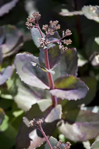 sedum hybride  matrona 