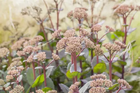 sedum hybride  matrona  - afbeelding 2