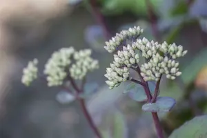sedum hybride  matrona  - afbeelding 3
